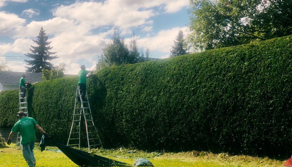 taille de haie de cèdres pour Sainte-Dorothée