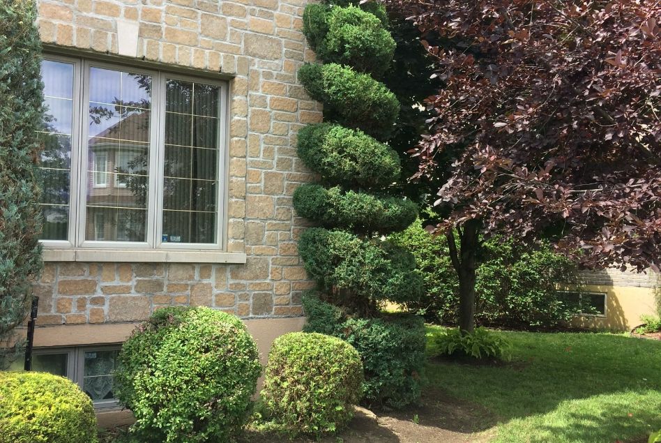 taille de haie de cèdres pour Blainville