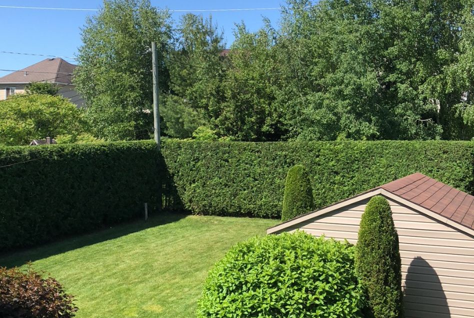 taille de haie de cèdres de Blainville